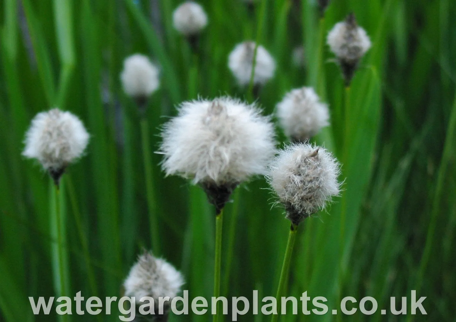 Eriophorum vaginatum - Tufted Cottongrass, Hare's Tail Cottongrass